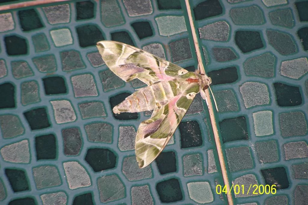 086.webp