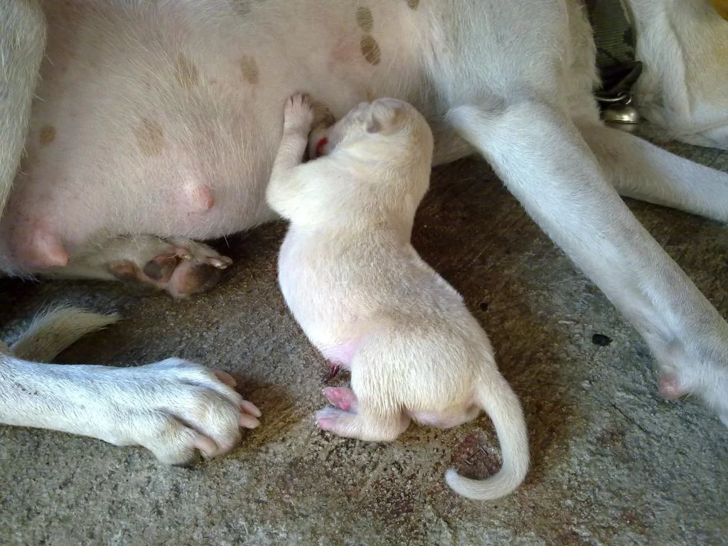 1. Nung 2011-Jan-24 girl.webp