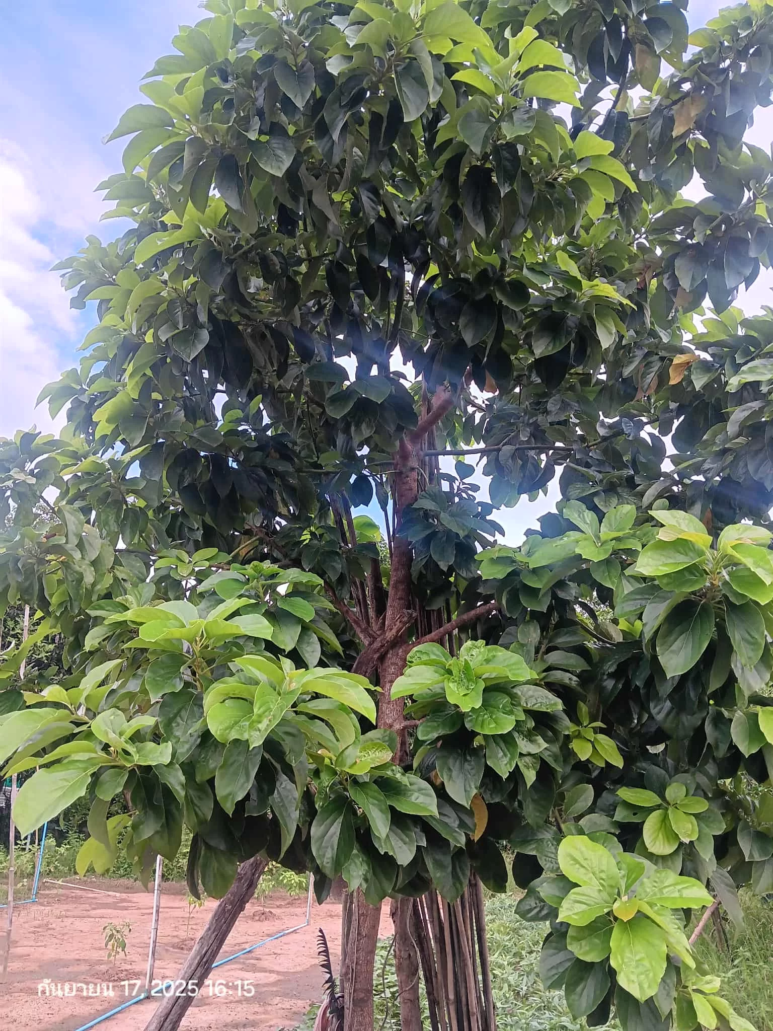 1000007696.webp 1000007696.webp