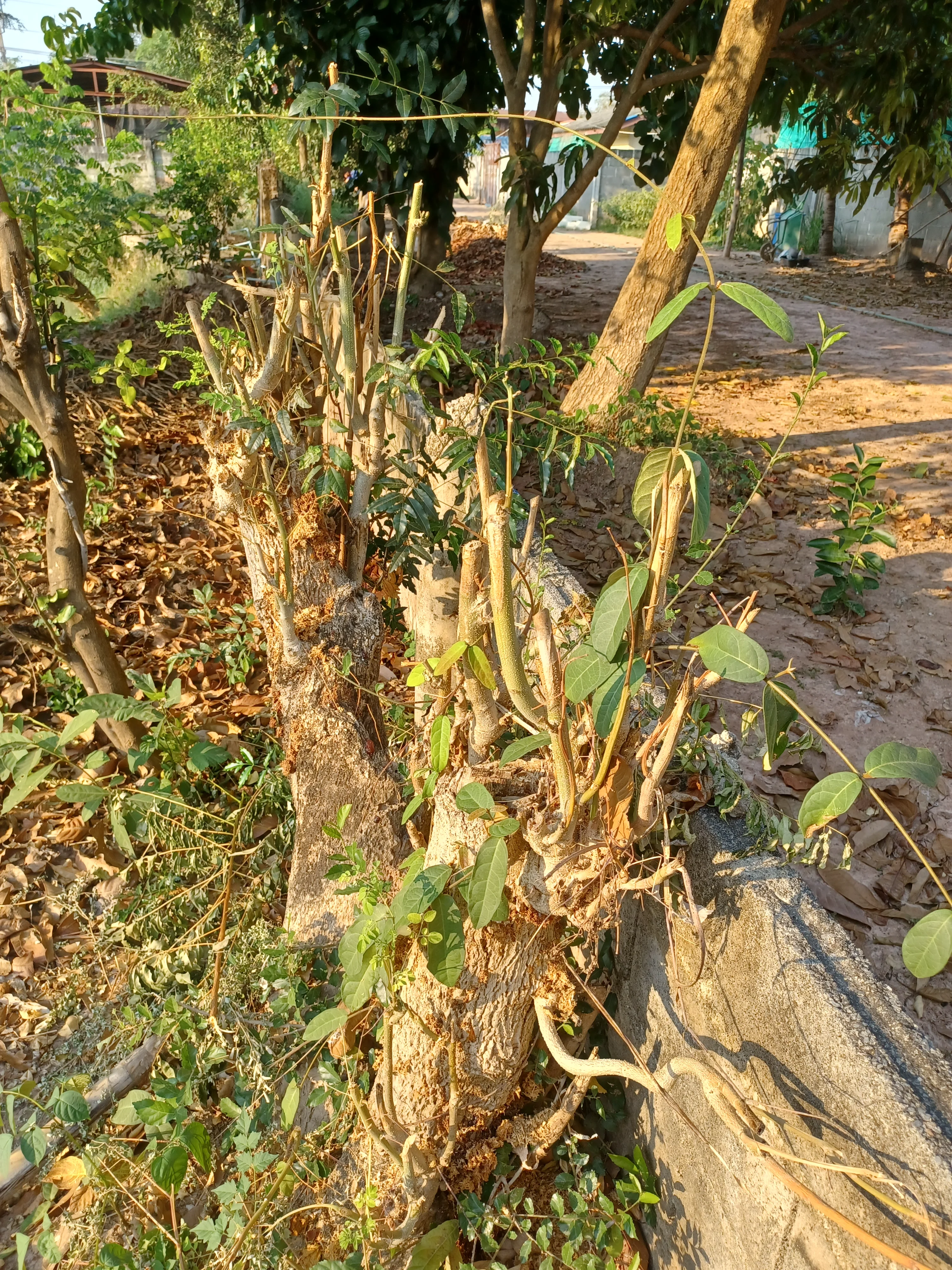 1000010463.webp