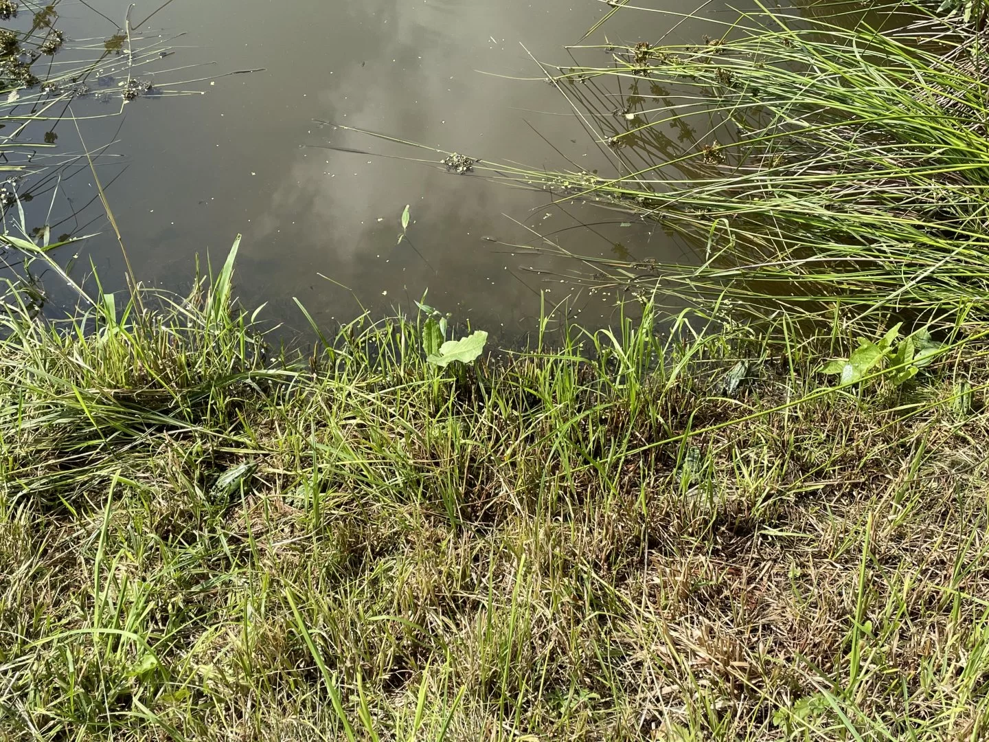 102.webp