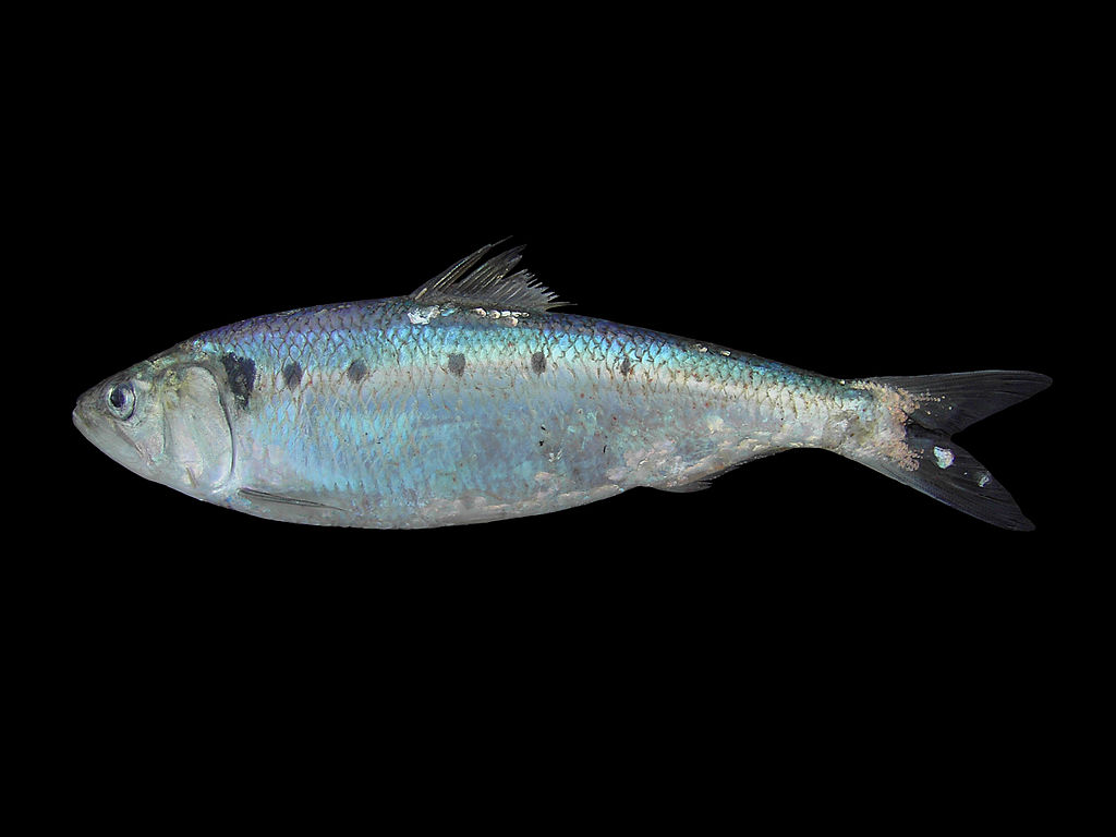 1024px-Alosa_fallax.jpg