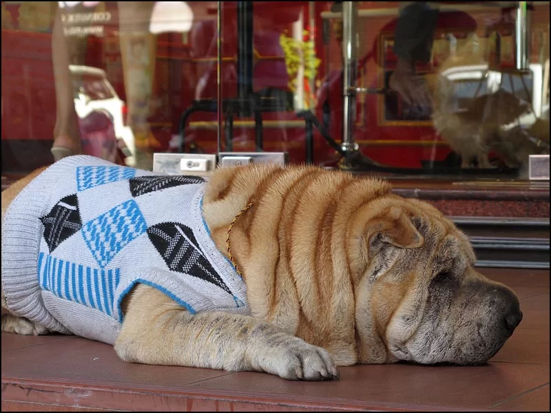 13-0282 Skrynklig hund.webp