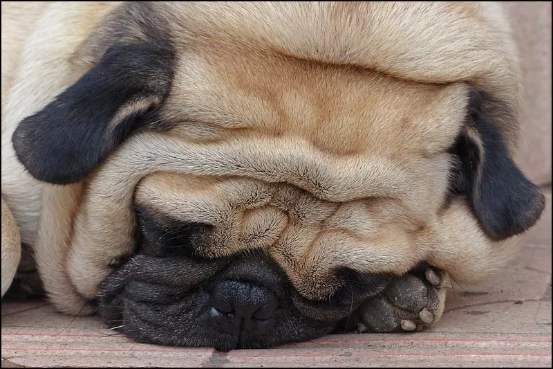 13-1761 Sovande mops CHM.webp