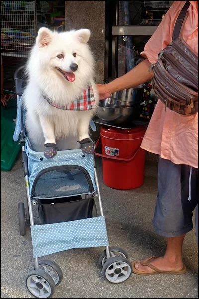 14-1676 Hund i vagn CHM.webp