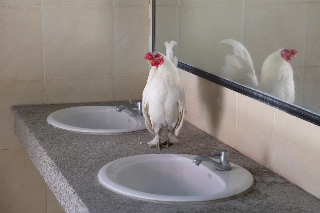 15 15-0412 Höna vid tvättställ CHM.webp