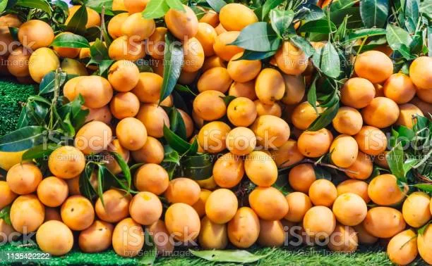1647066531243.webp