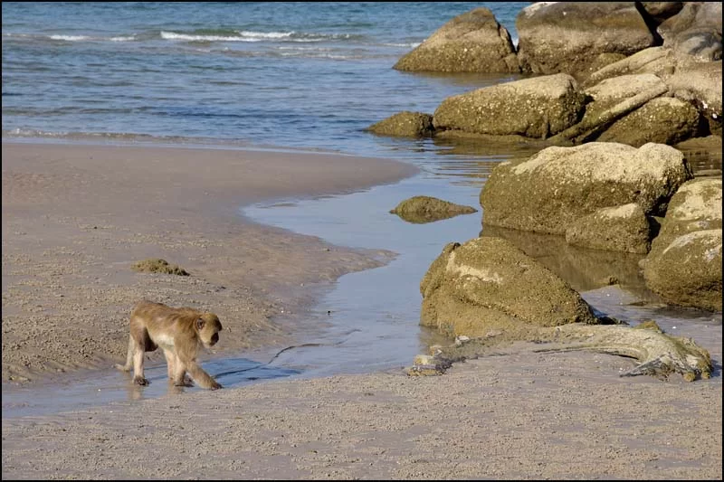 17-0400 Badande apa PKK.webp