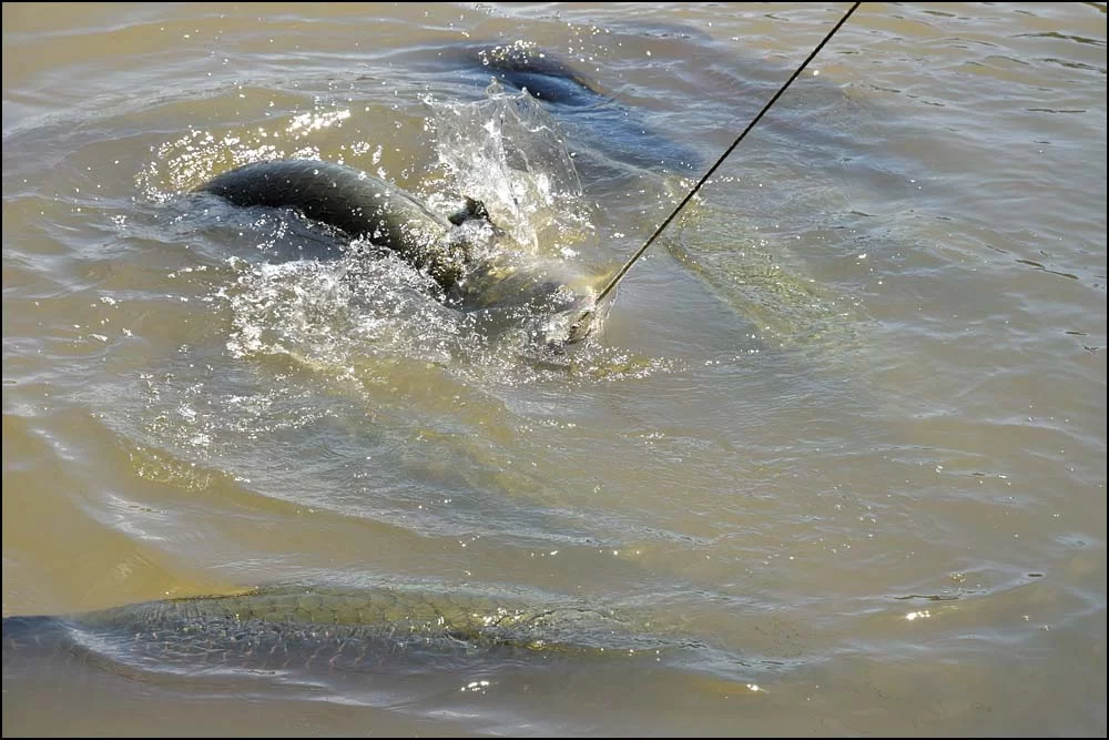 17-1453 Arapaima-fiskar CBU.webp