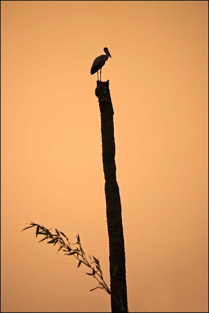 17-1491 Stork på högstubbe CBU.jpg