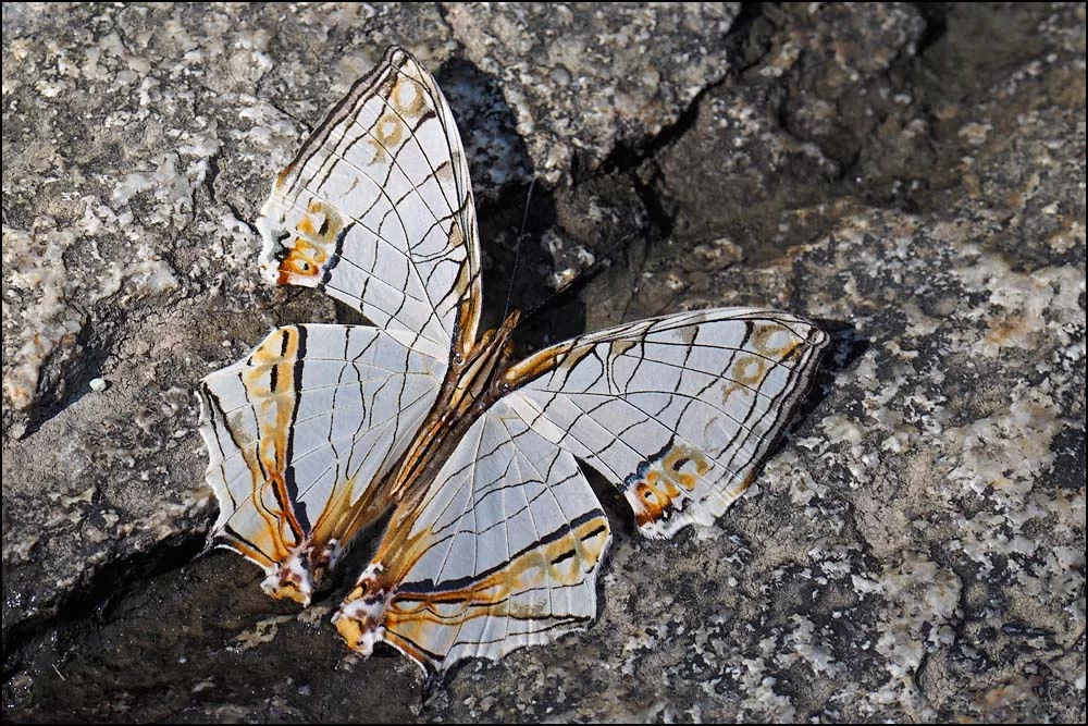 17-1627 Vit fjäril CHM.webp