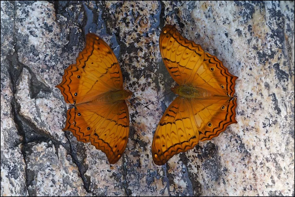 17-1629 Fjärilar CHM.webp