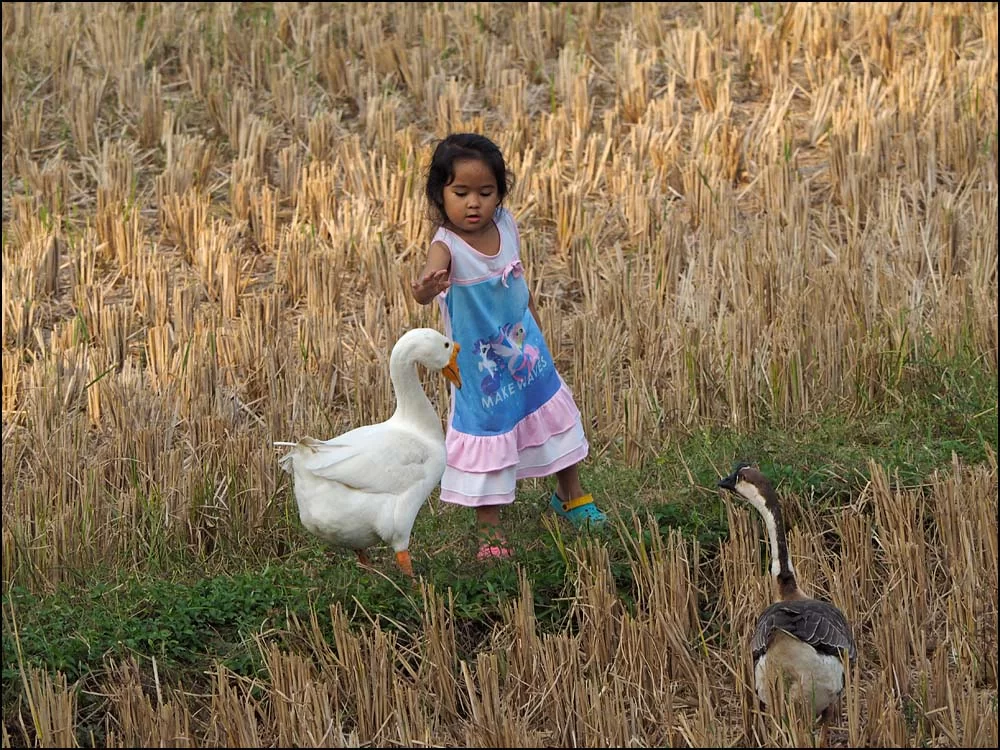 17-1802 Si-Queen och gäss NAN.webp