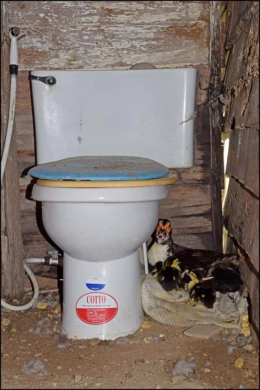 17-1810 Ankor på toa NAN.webp