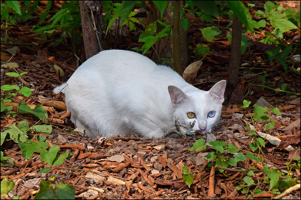 17-1830 Katten och ödlan NAN.jpg