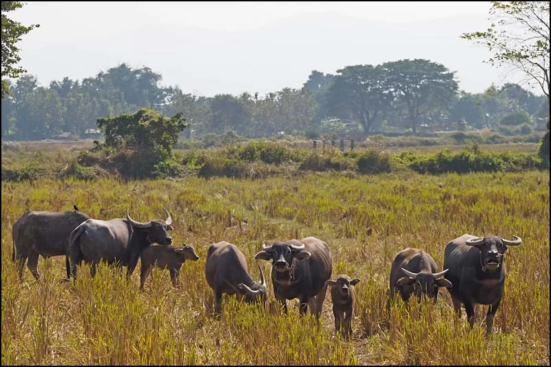 17-1912 Buffalos PYO.webp