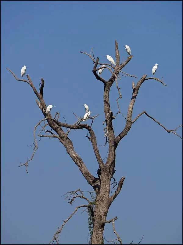 17-1914 Vita hägrar i torrträd PYO.webp