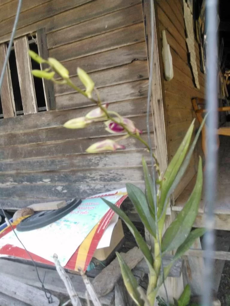 1703492632353.webp