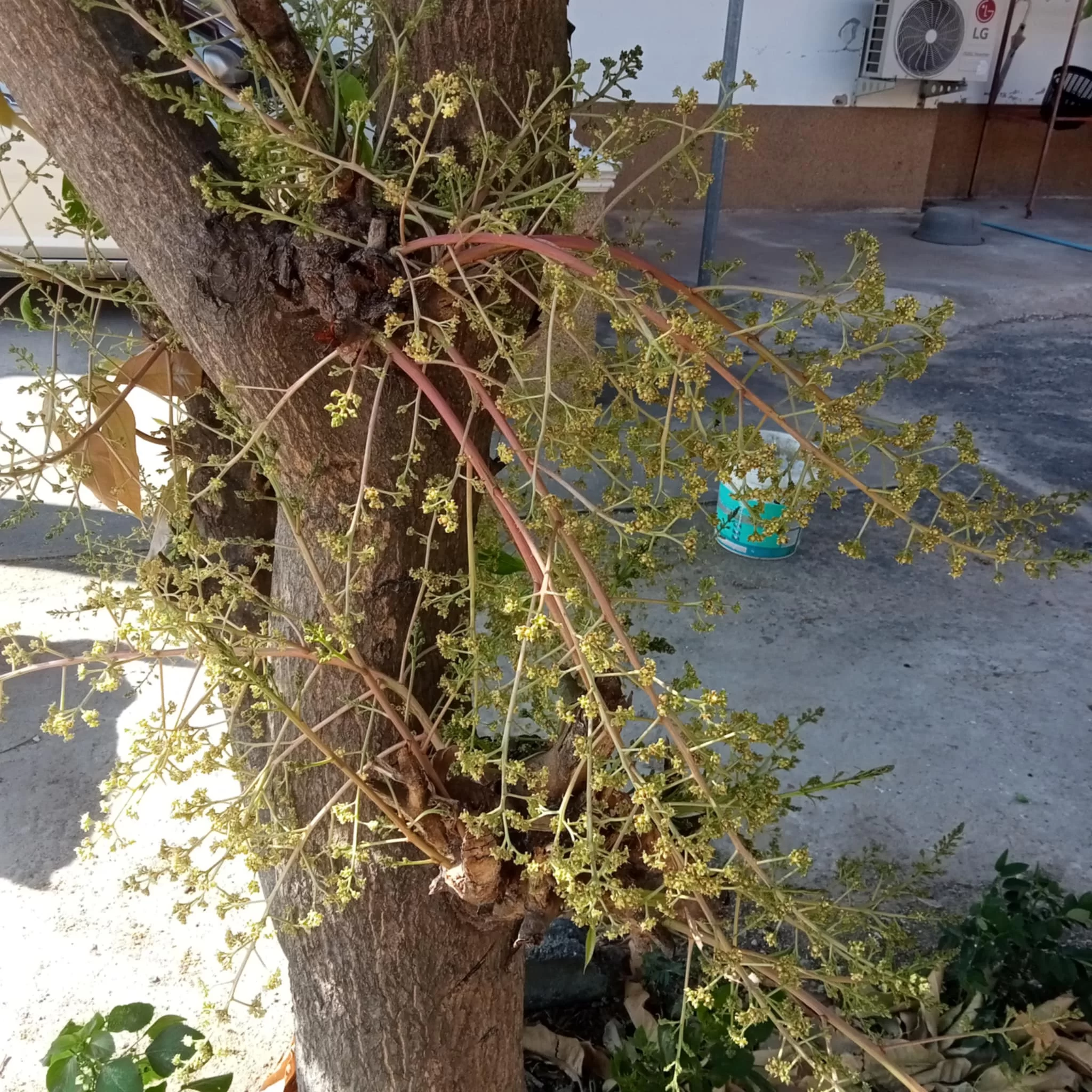 1739165455702.webp