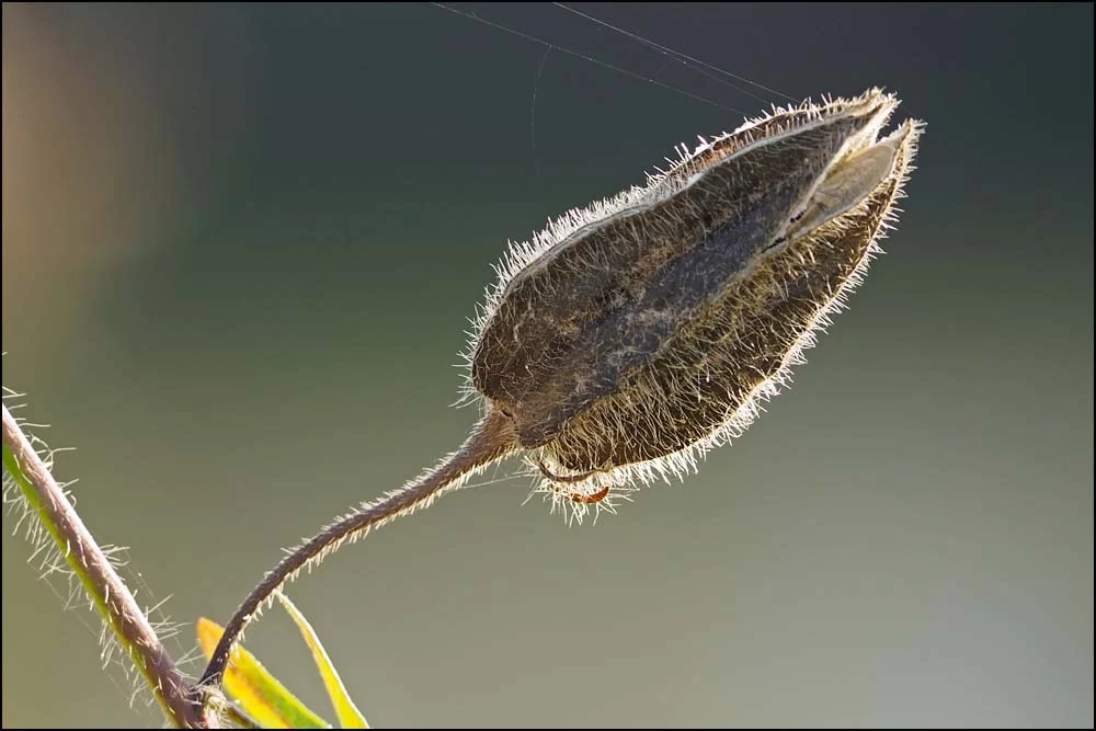 18-0015 Överblommad växt LOI.webp