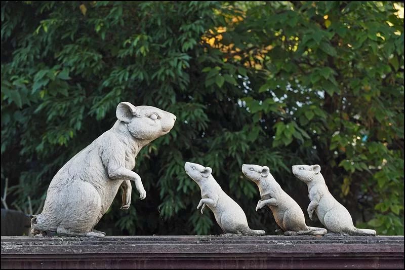 18-0273 Råttfamilj på räcke CHM.webp