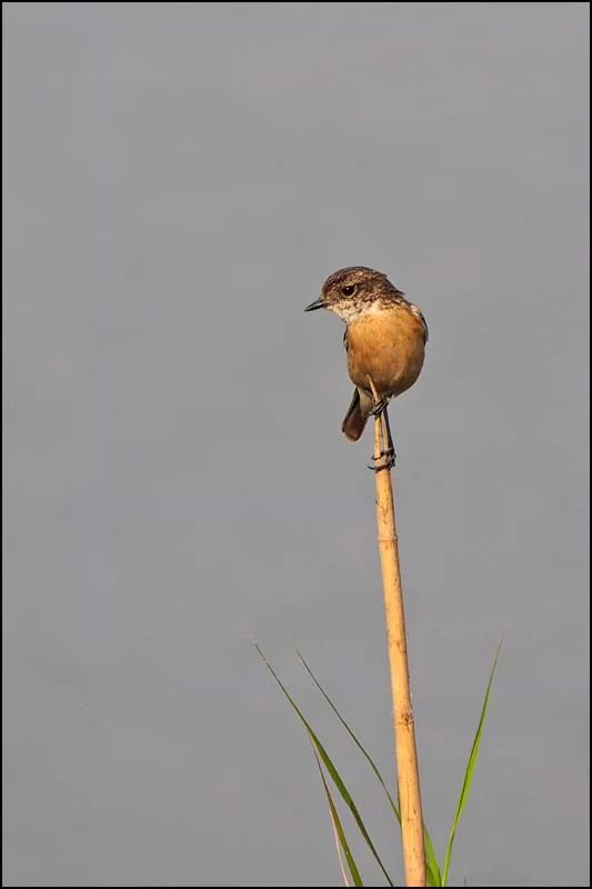 18-0351 Fågel PYO.webp