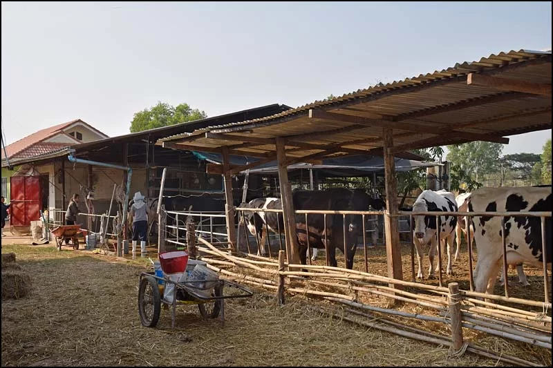 18-0364 På mjölkfarmen KOK.webp