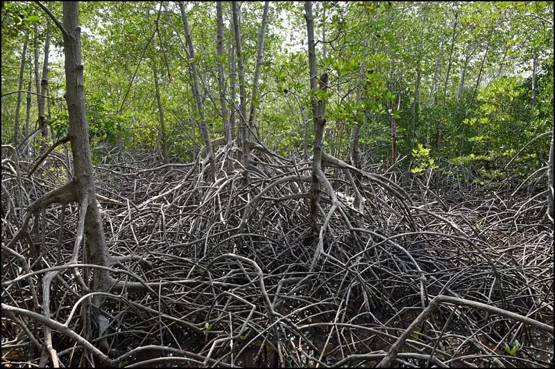 18-0442 Mangroveträsk PKK.webp