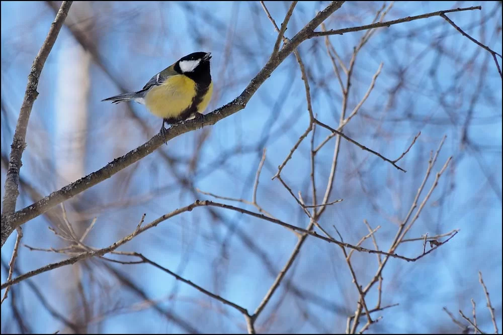 18-0527 Talgoxe vid Mårdängsjön.webp