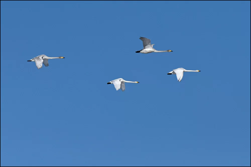 18-0574 Flygande sångsvanar.webp