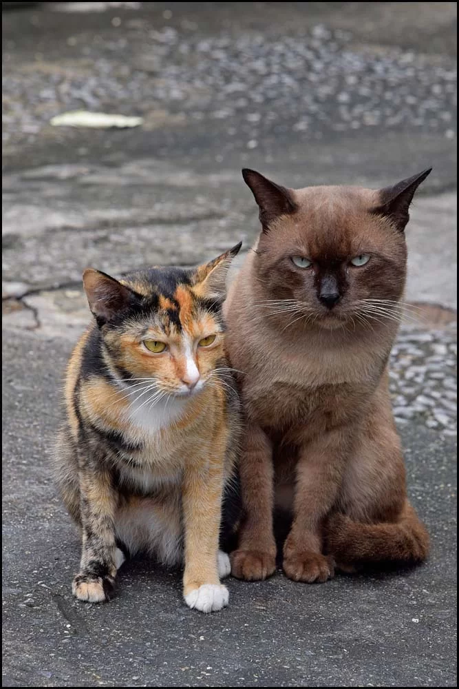 18-1622 Katter BKK.webp