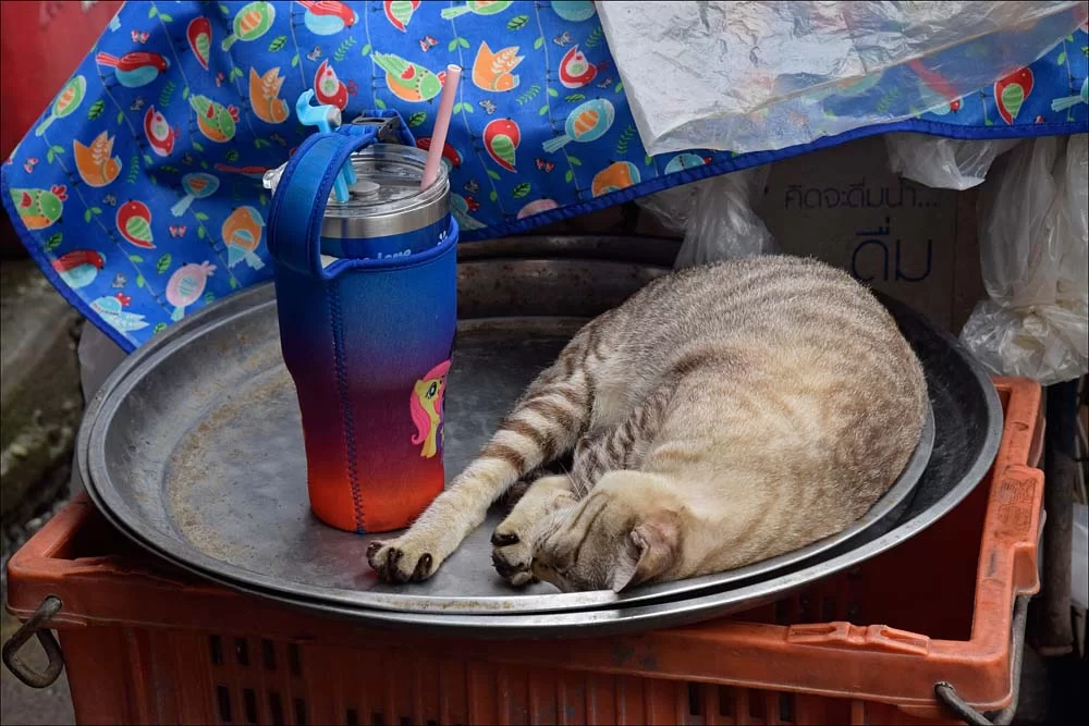 18-1638 Katt på bricka BKK.webp