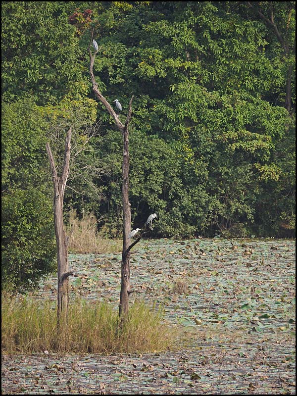 18-1995 Gråhägrar, Ghodaghodi Lake.jpg