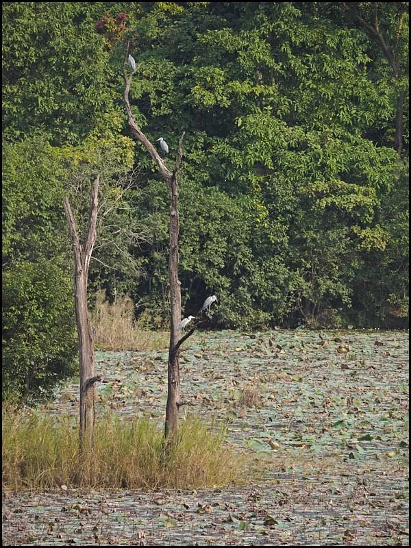 18-1995 Gråhägrar, Ghodaghodi Lake.webp