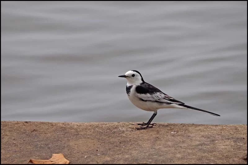 18-2237 Sädesärla PYO.webp