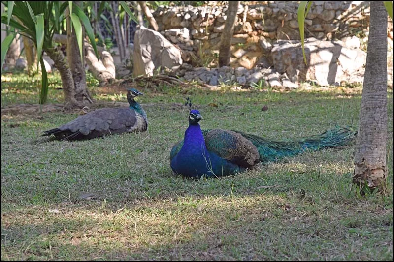 18-2284 Påfåglar KOR.webp