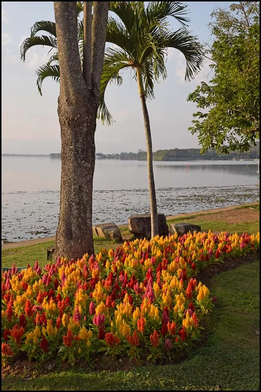 19-0092 Blommor vid sjön PYO.webp