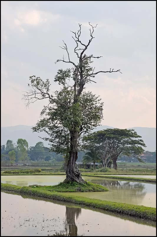 19-0100 Gammalt träd PYO.webp