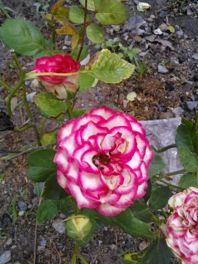 1983022325015.webp