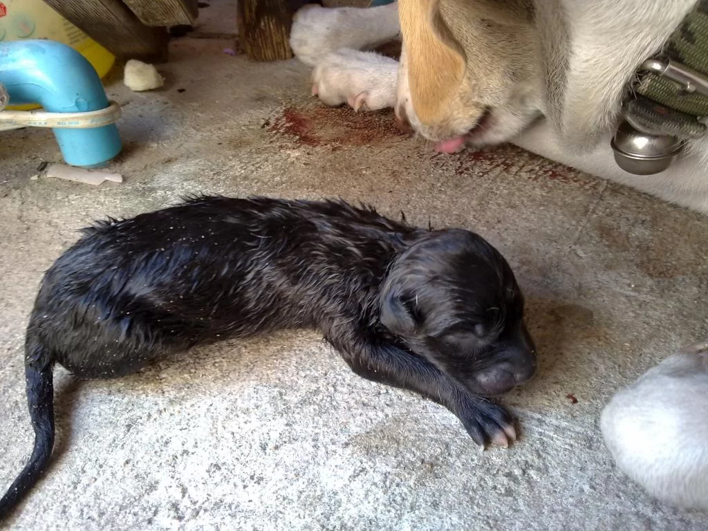 2. DOLLAR född 2011-Jan-24. Död 2011-Feb-14..webp