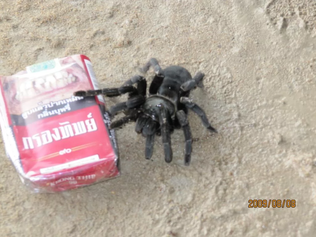 2-.webp