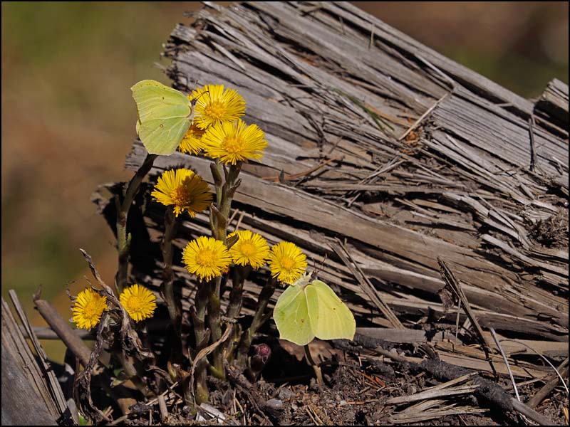 20-0329 Citronfjärilar på tussilago.jpg