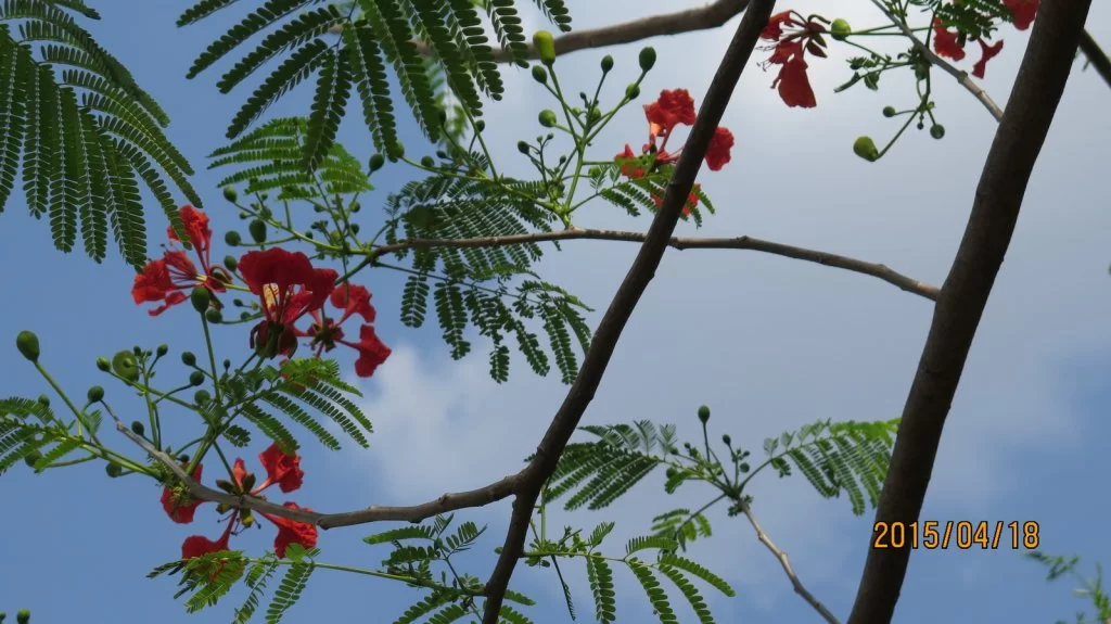 2015-04-18 14-59-37_0002.webp