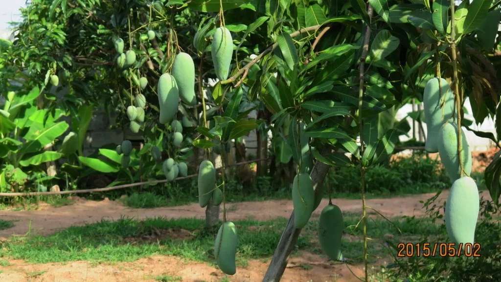 2015-05-02 Mango.webp