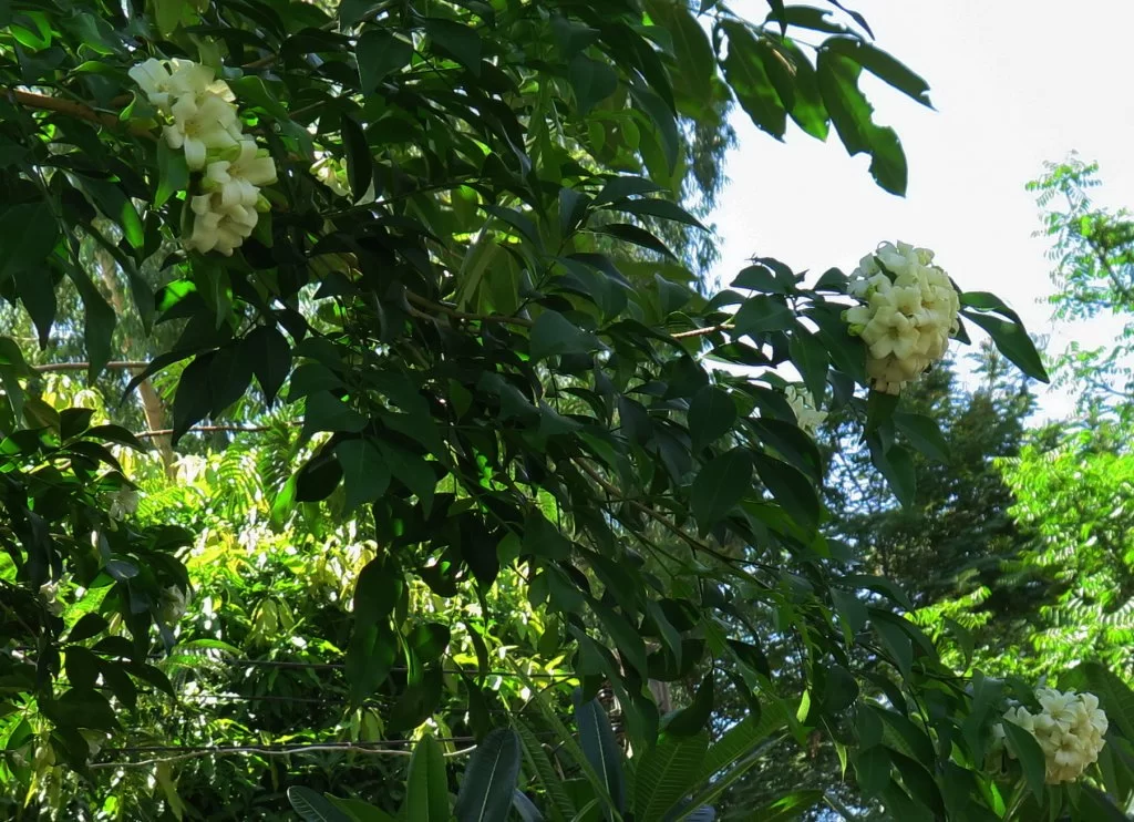 2015-05-03 Dok Keaw.webp