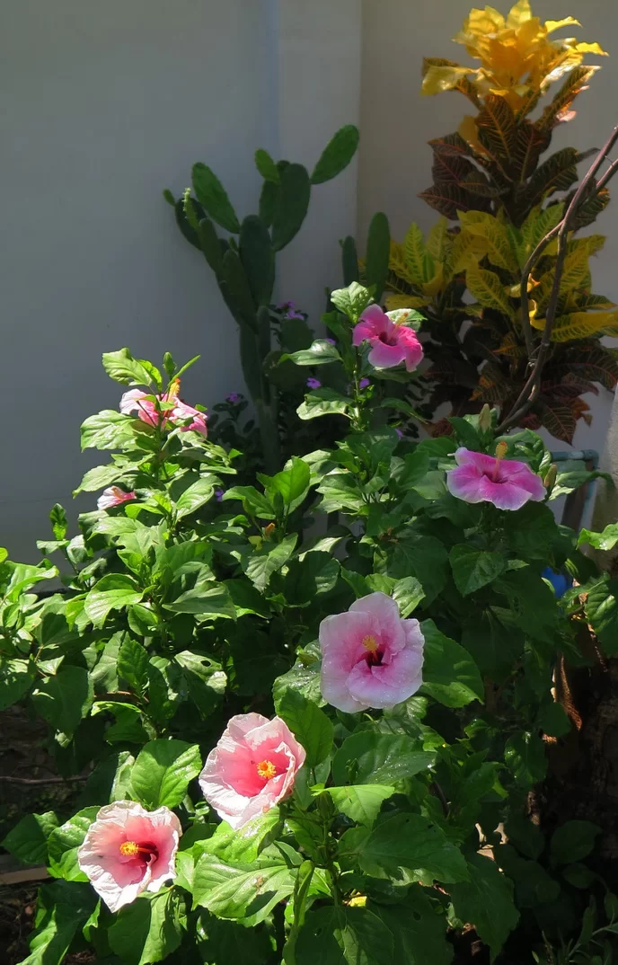 2015-05-03 Hibiskus.webp