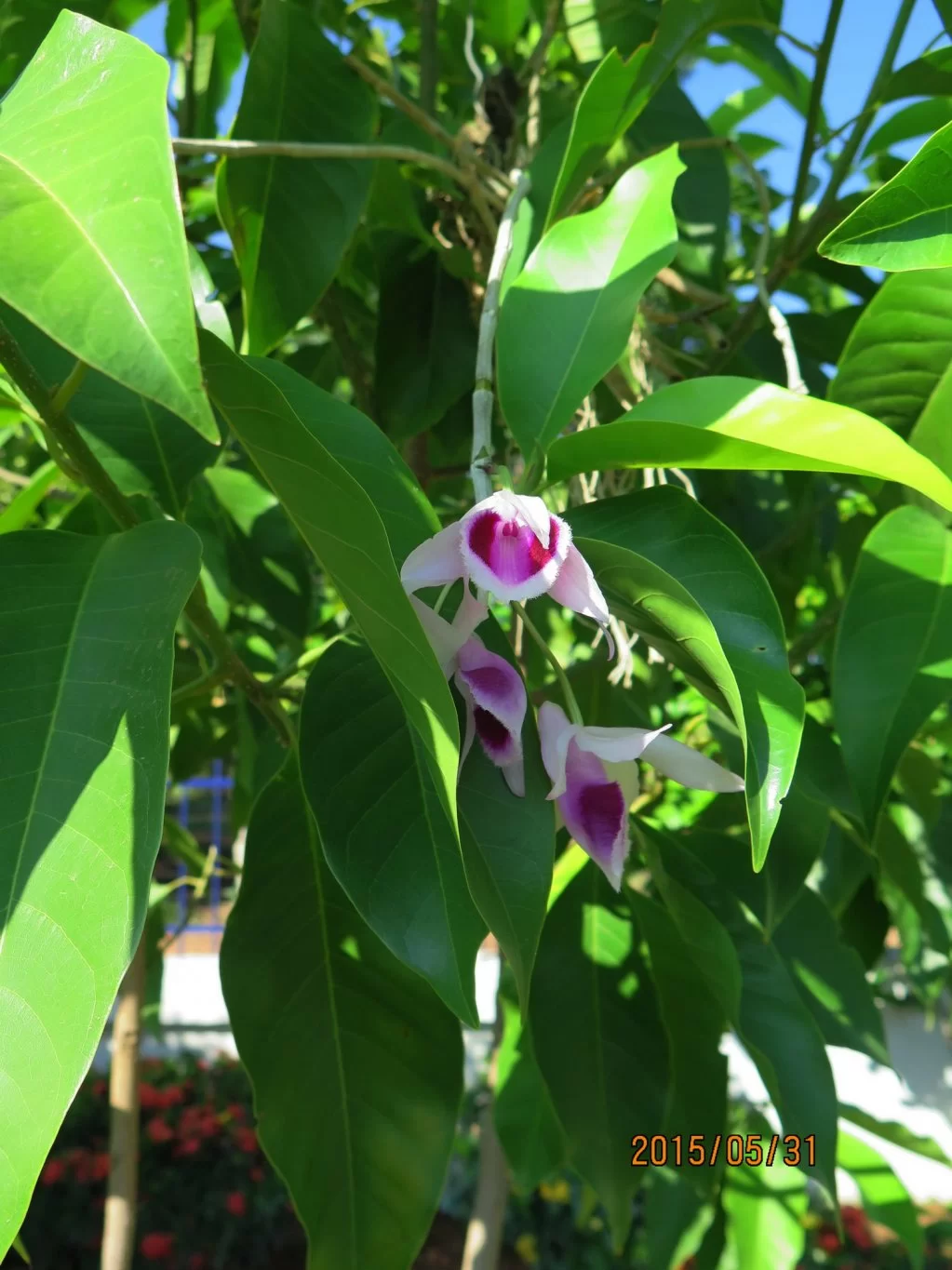 2015-05-31 08-20-25_0003.webp