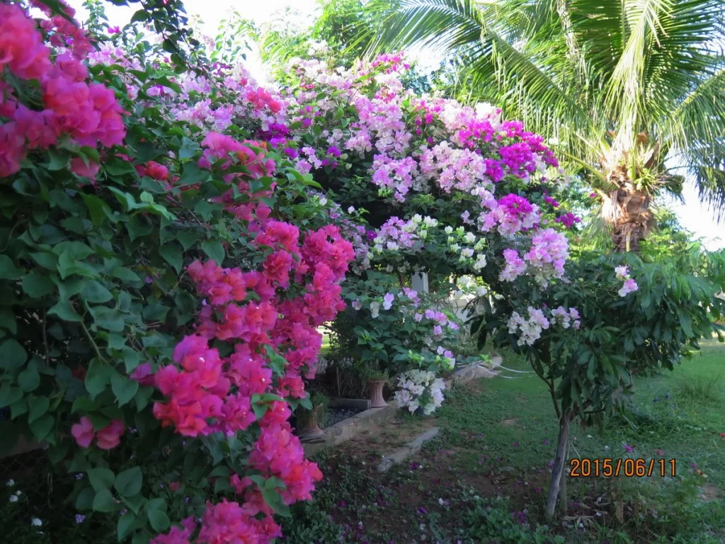 2015-06-11 07-17.webp