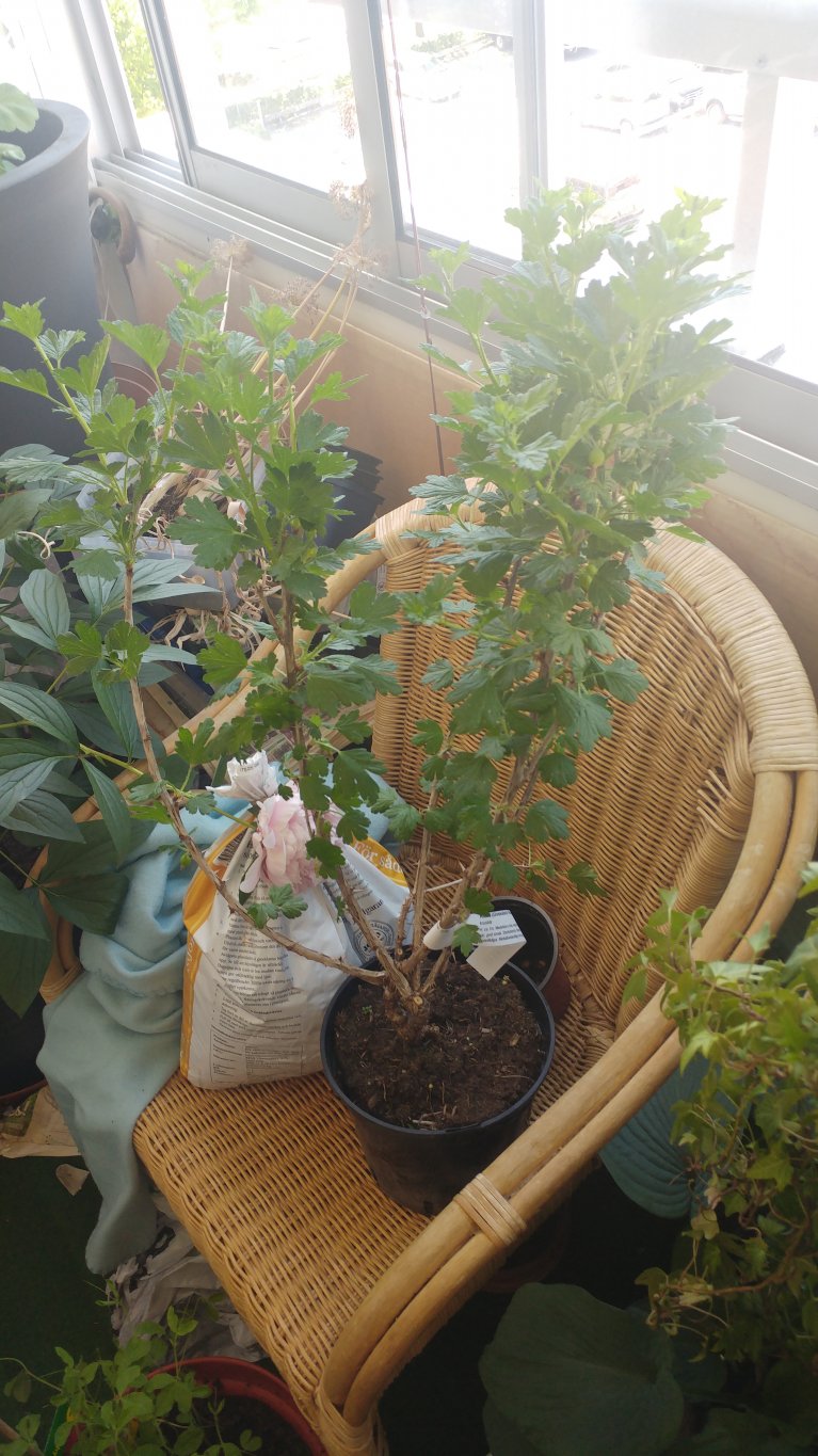 20170527_124258.jpg