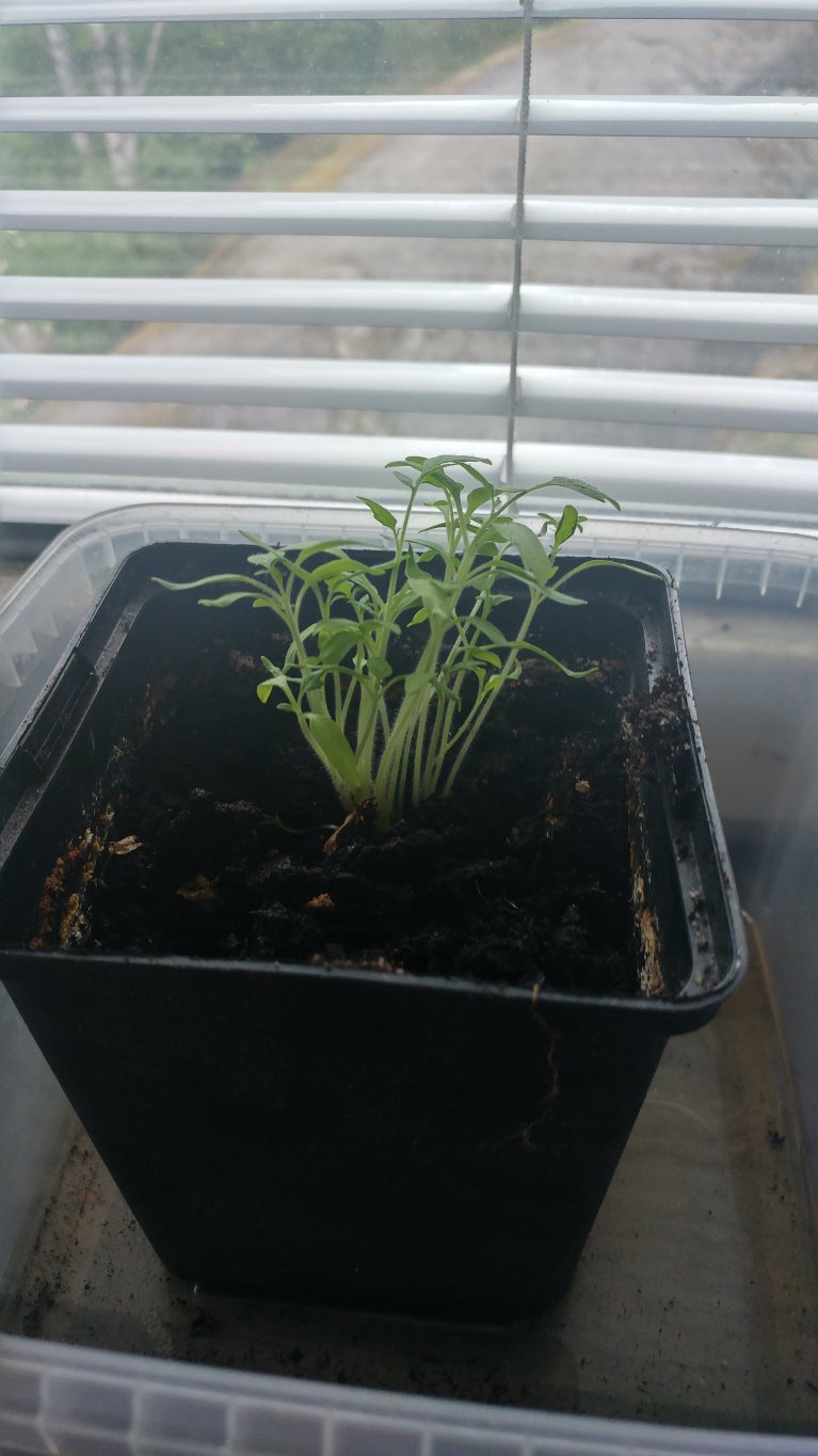 20170528_164827_HDR.jpg